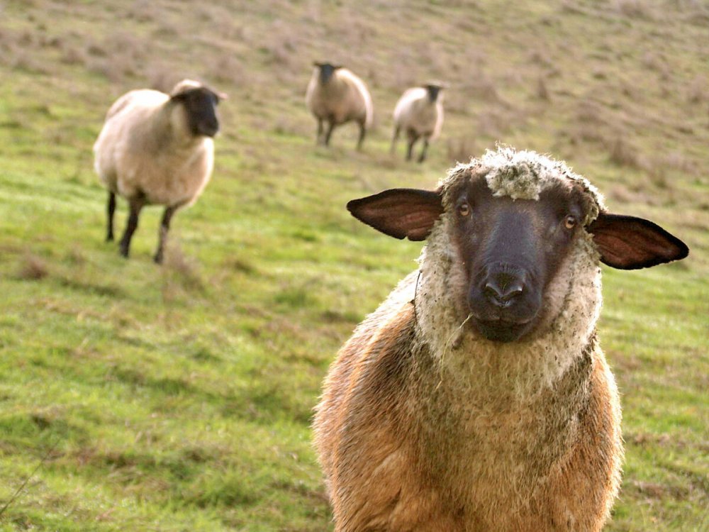 Наивная овца