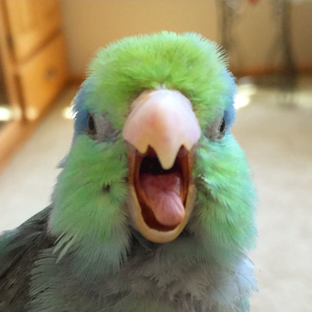 Удивленный попугай