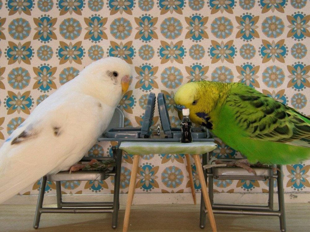 Смешные попугаи