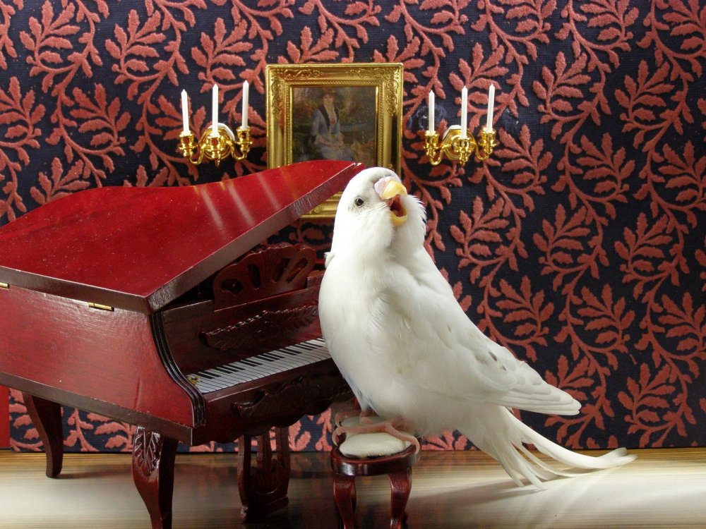 Птицы с музыкальными инструментами