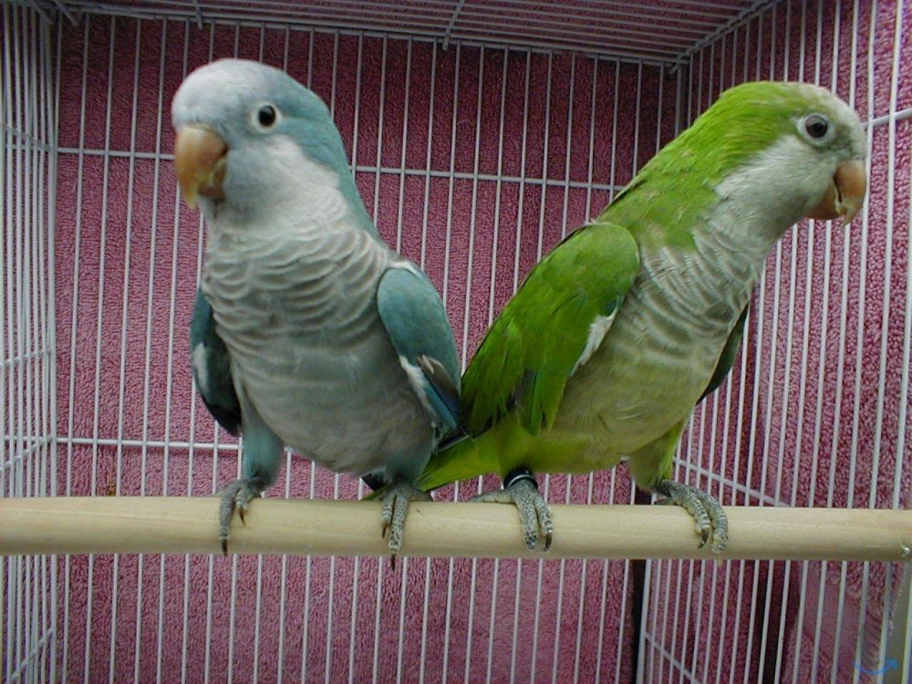 Ржачные попугаи