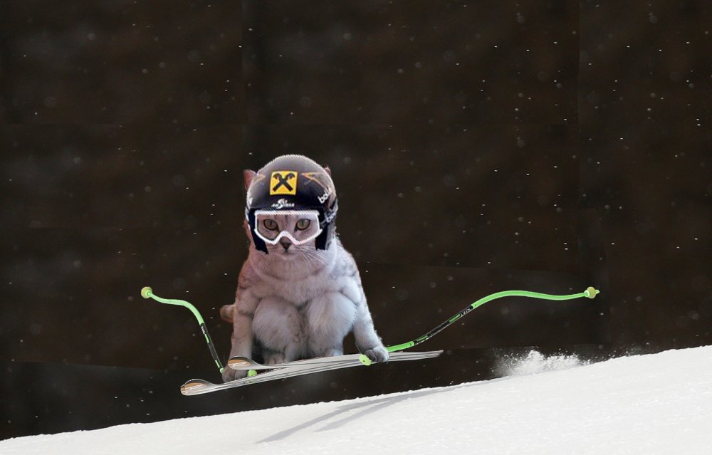 Кошка на сноуборде