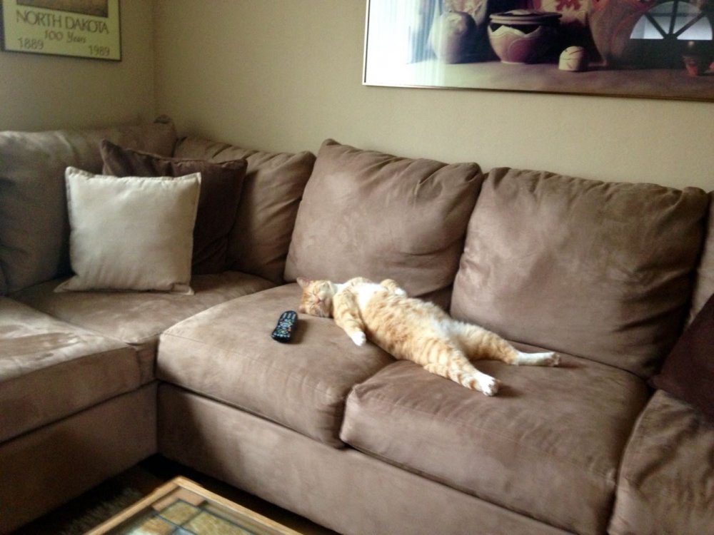 Кот дерет диван