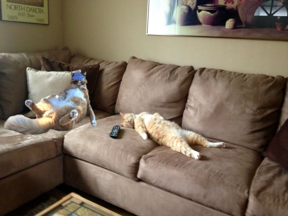 Кот лежит на диване