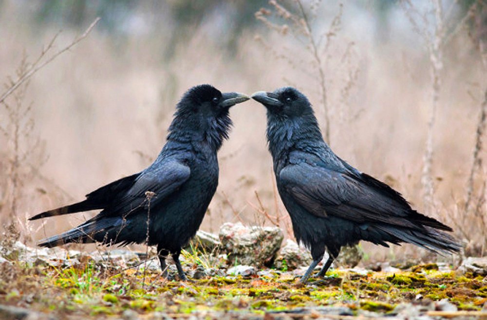 Ворона самец и самка