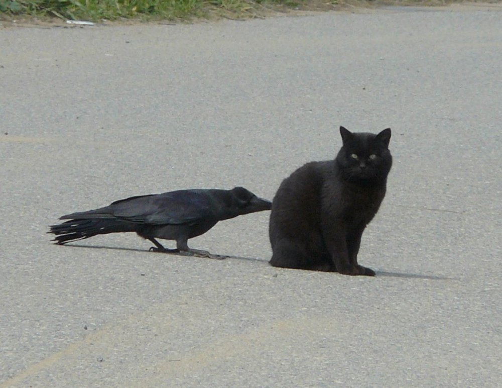 Кот и ворона