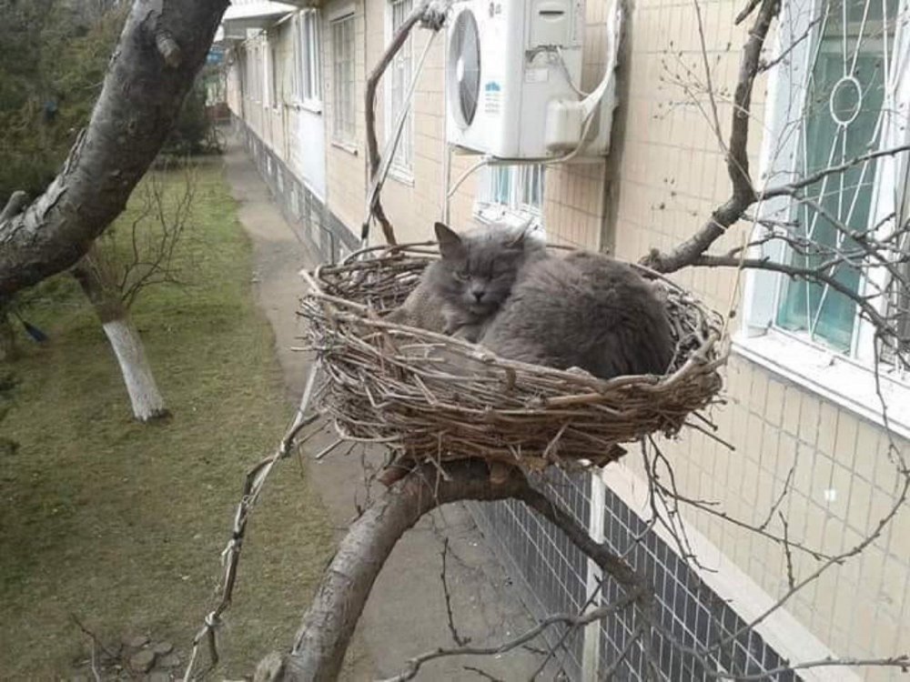 Кот в гнезде
