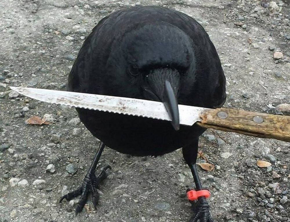 Ворона с ножиком