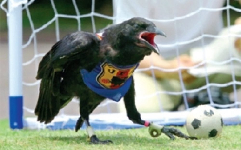 Животные играют в футбол