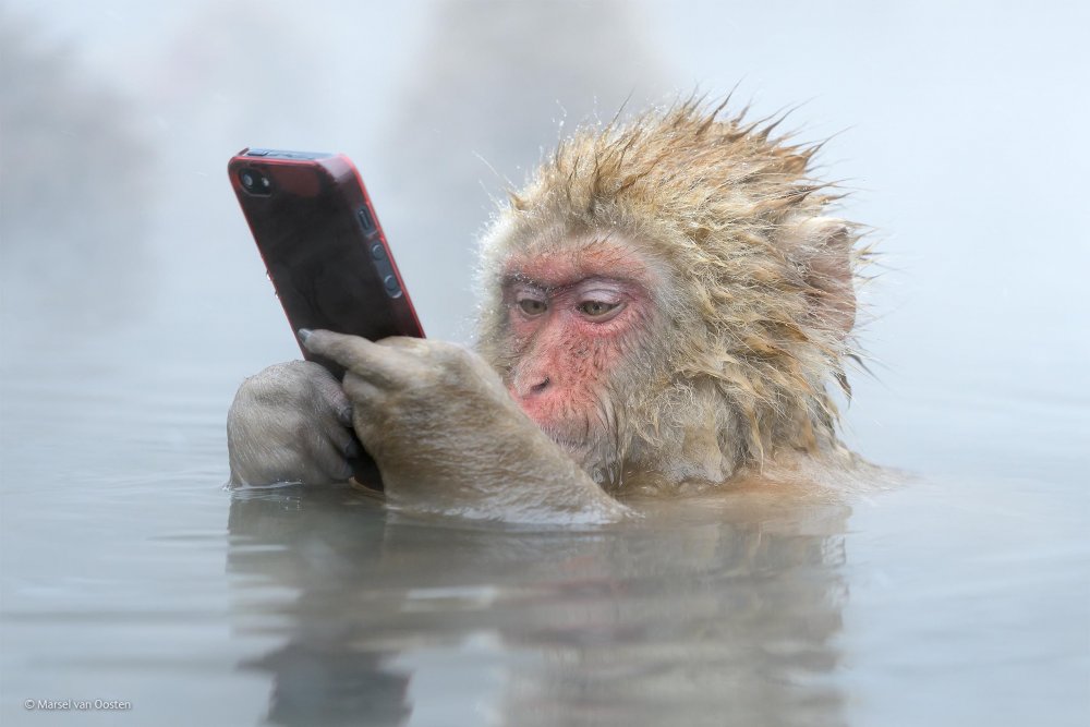 Водяная обезьяна