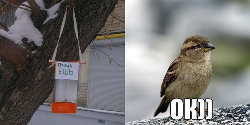 Мемы с птицами