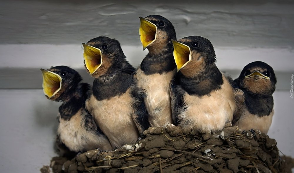 Смешные Поющие птицы