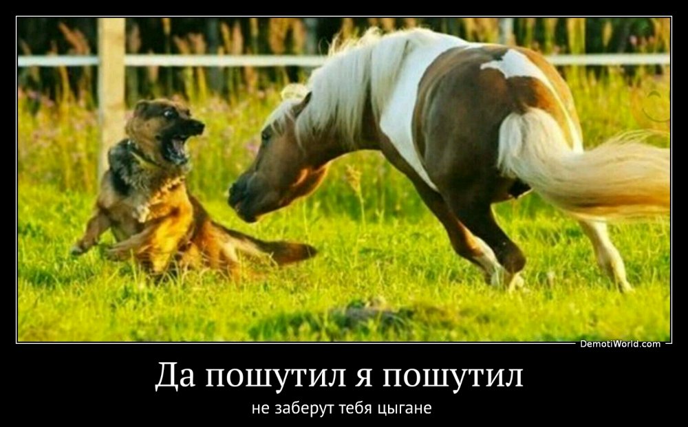 Лошадь и собака совместимость