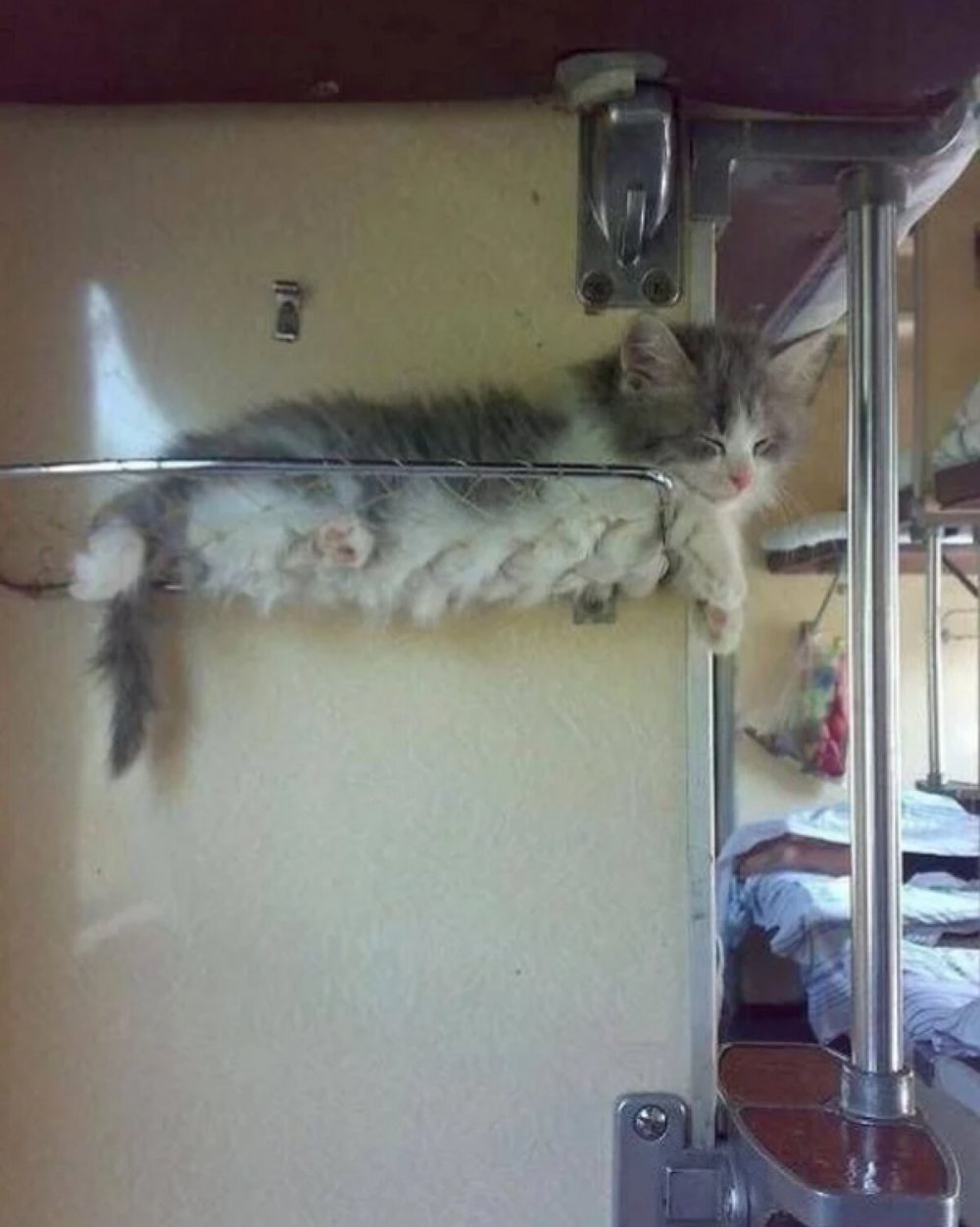 Коты в поездах дальнего следования