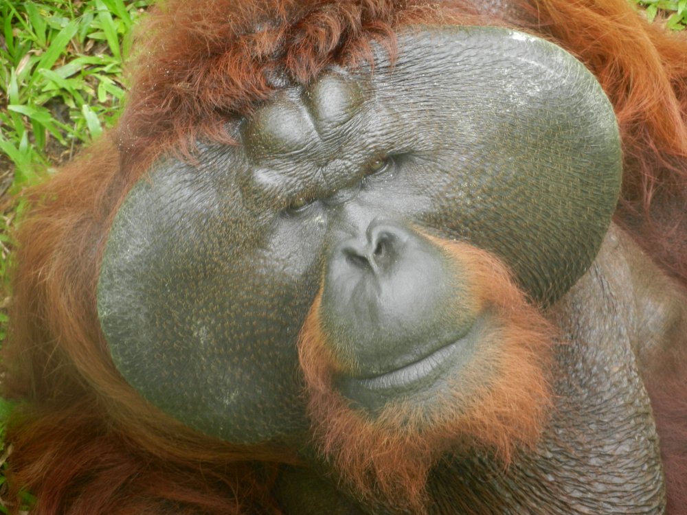 Орангутан лицо