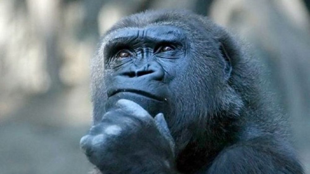 Задумчивая горилла