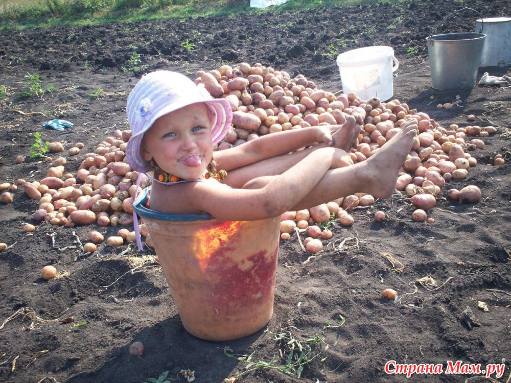 Картошка для детей на огород