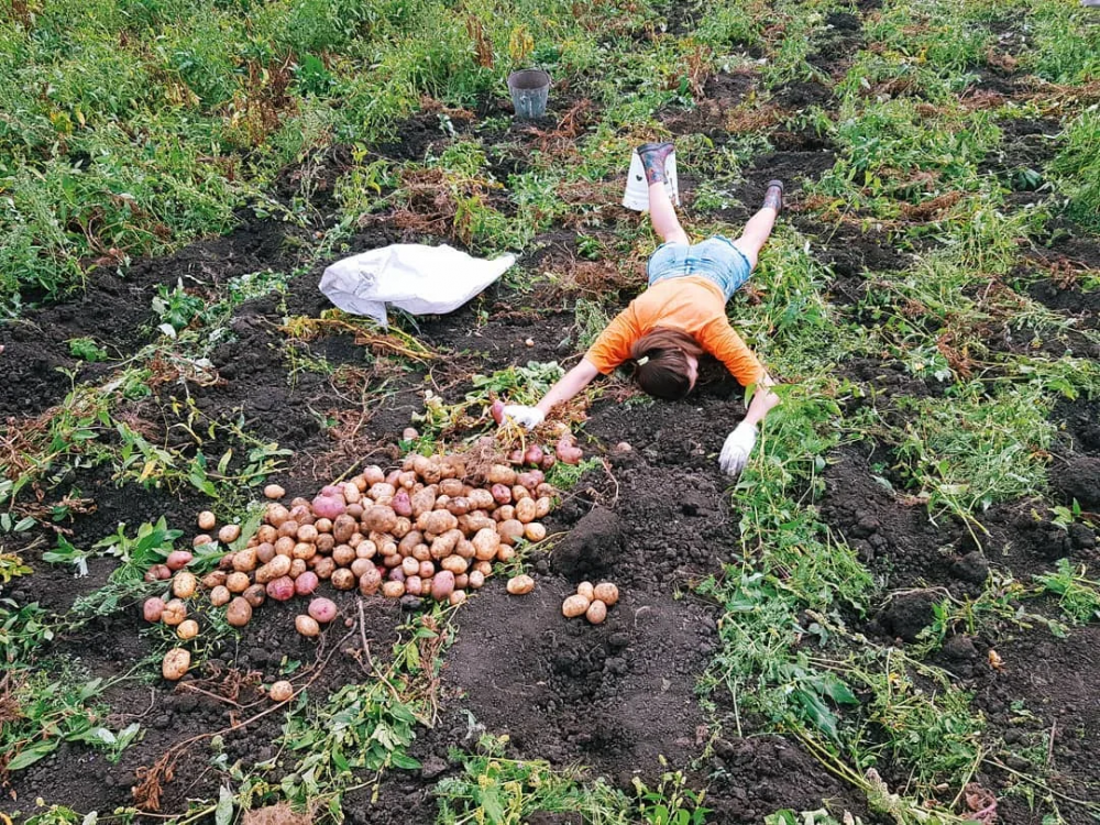 Дачник копает картошку
