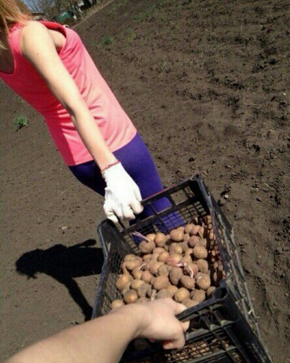 Девушка копает картошку