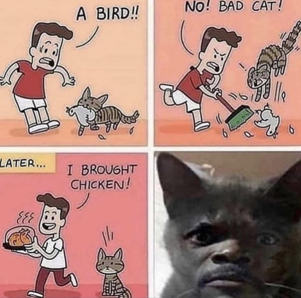 Плохой кот мемы