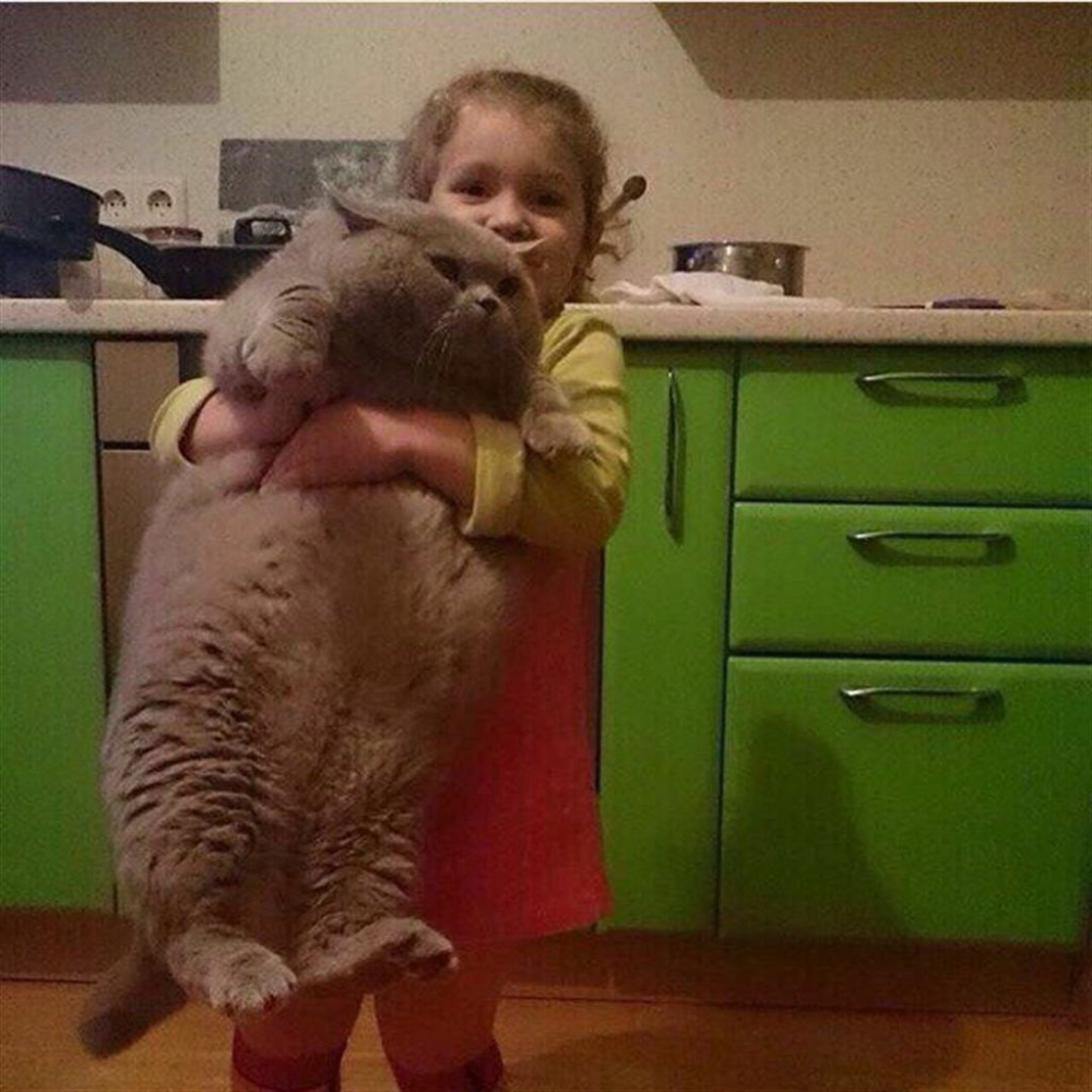 Девочка с толстым котом