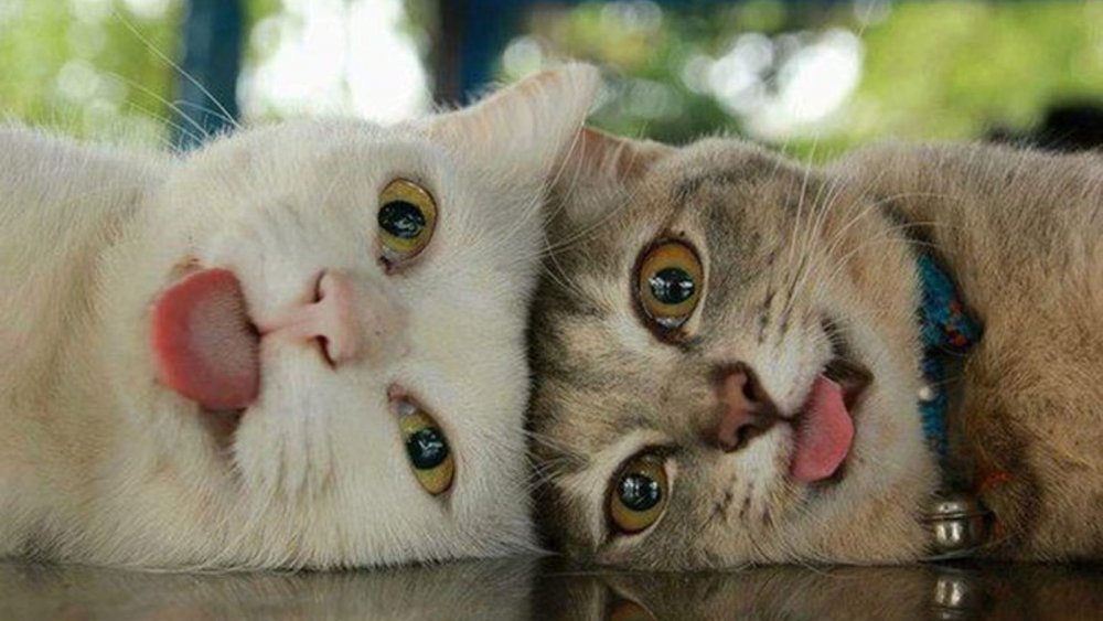Два смешных кота