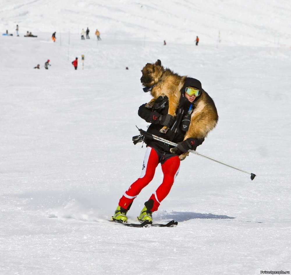 Собака катается на лыжах