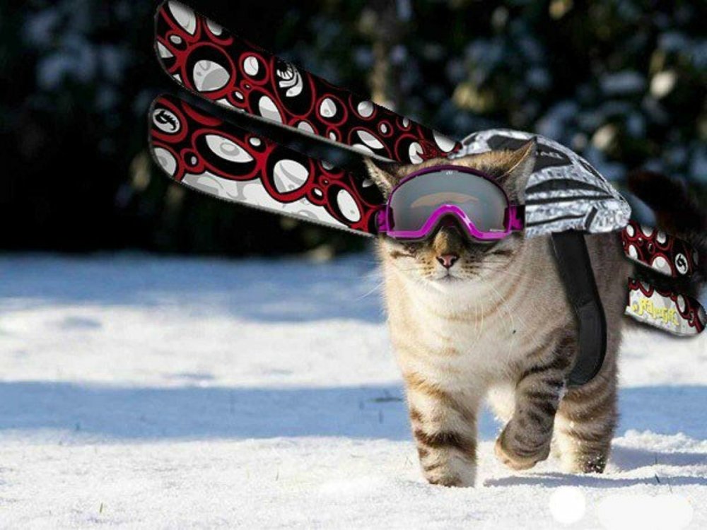 Кот сноубордист