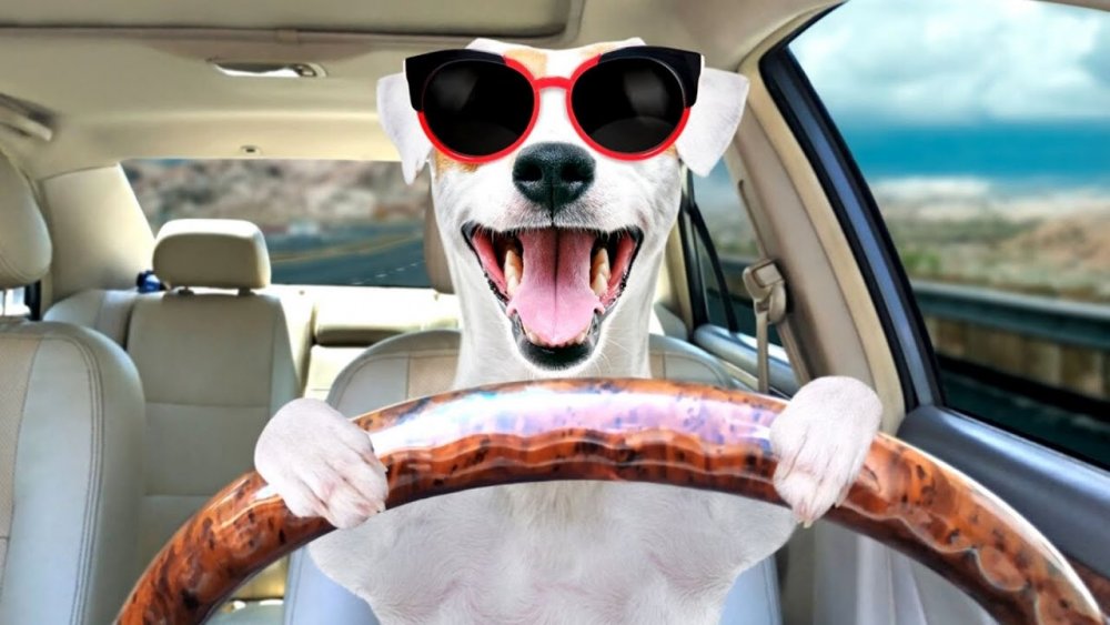 Собака в очках за рулем