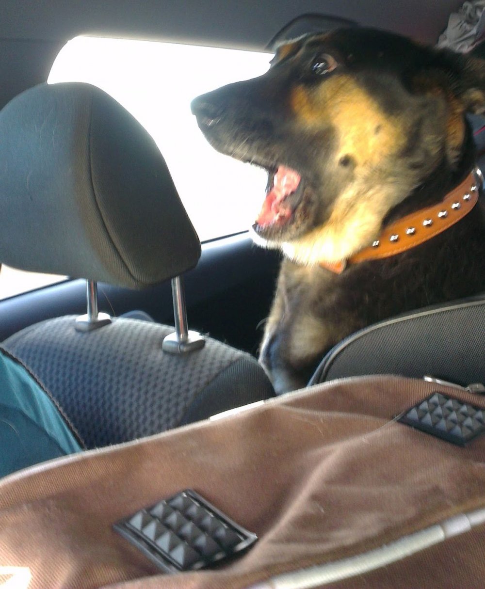 Смешная собака в машине