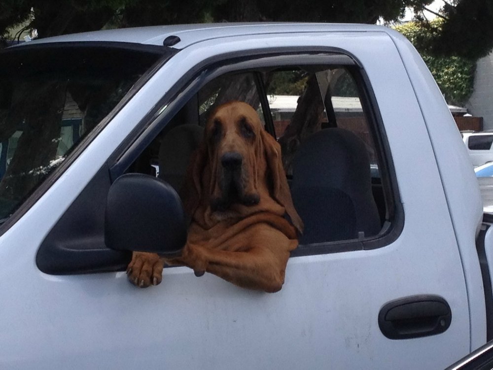 Собака в авто