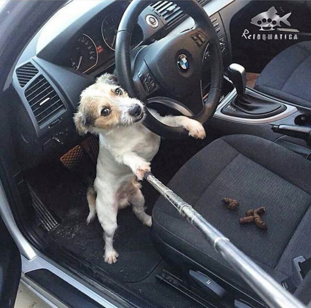 Собака в окне машины