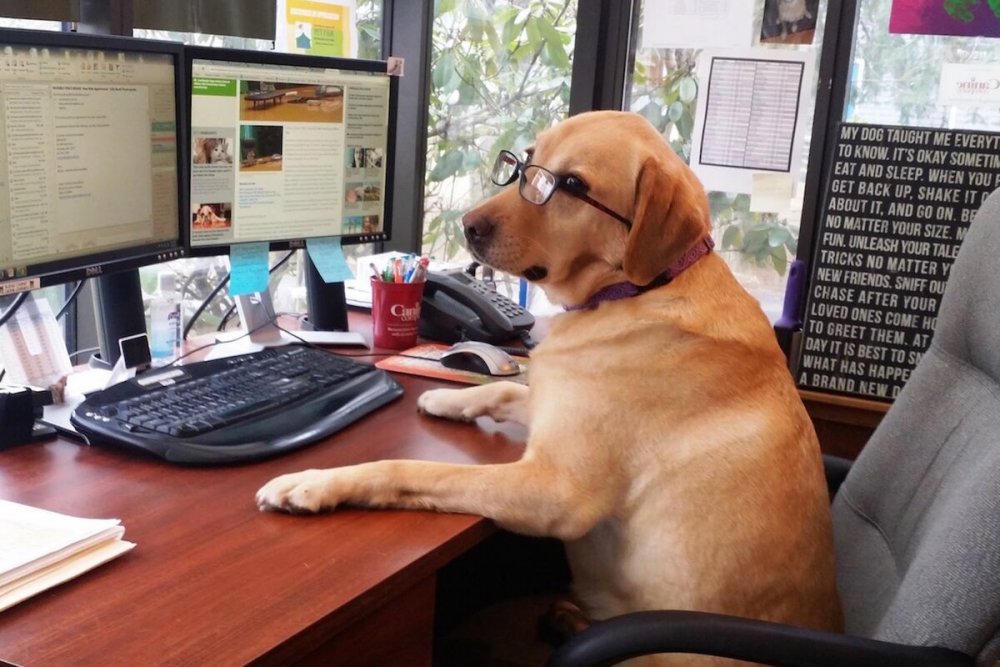 Собака в офисе