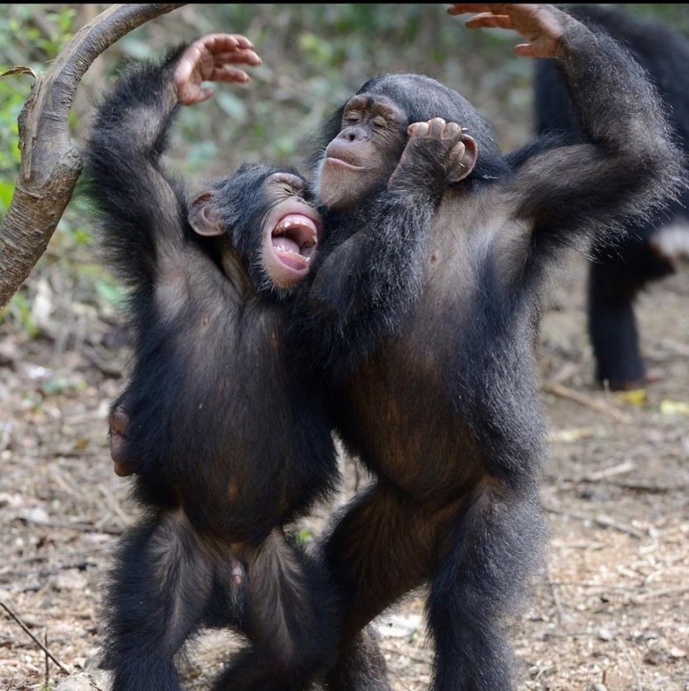 Забавные обезьяны