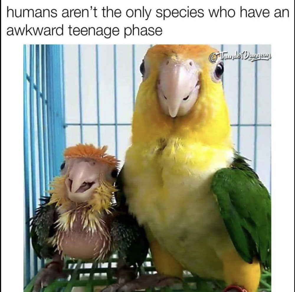 Два попугая Мем