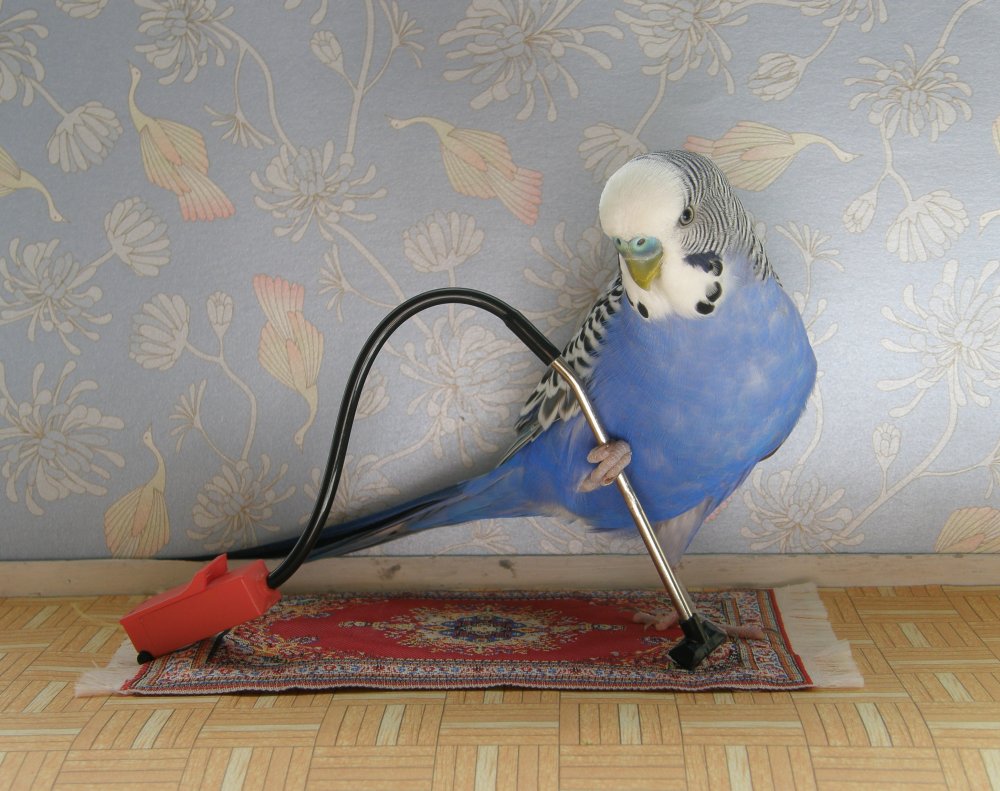 Волнистый попугай смешной