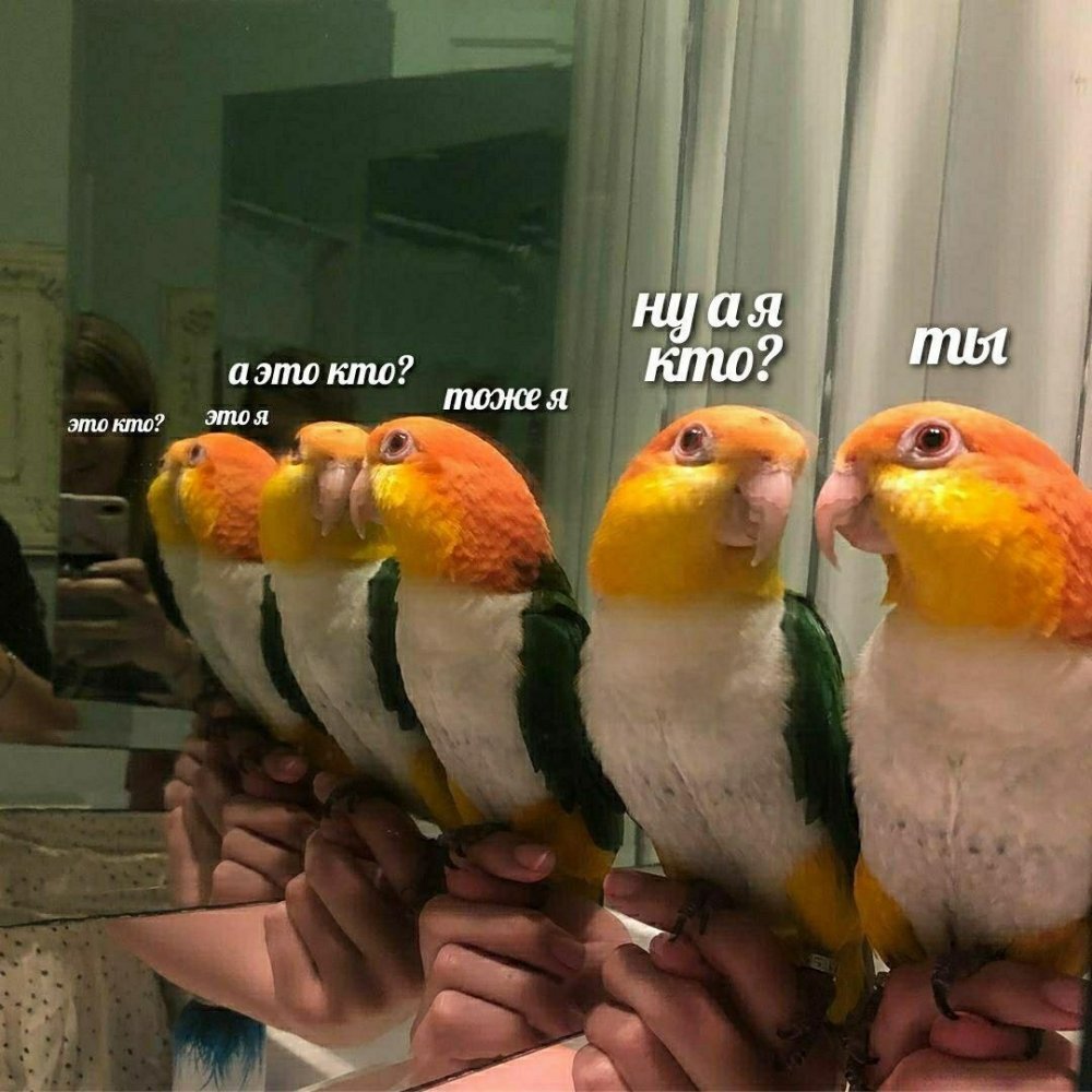 Смешные попугаи с надписями