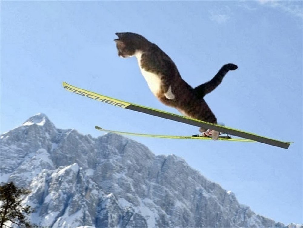 Кот лыжник