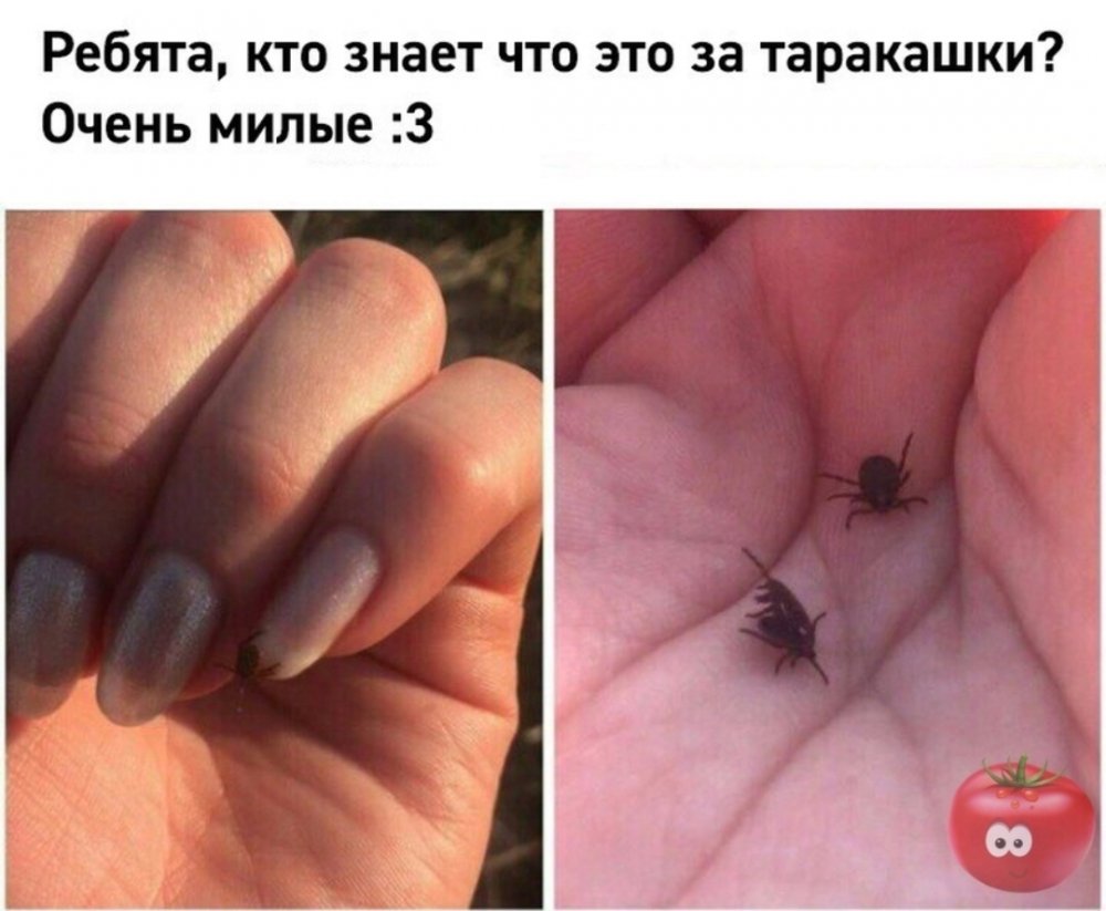 Городские комары и Деревенские