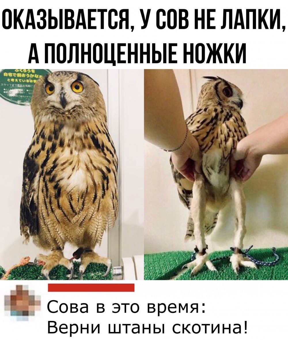 Мемы с совами