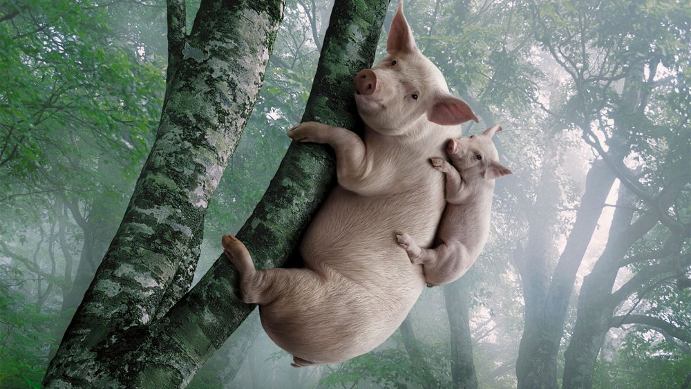 Свинья на дереве