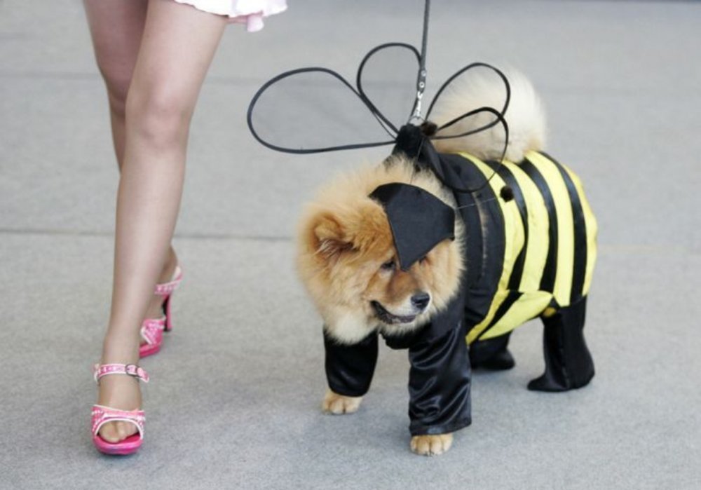 Костюм пчелки для собаки