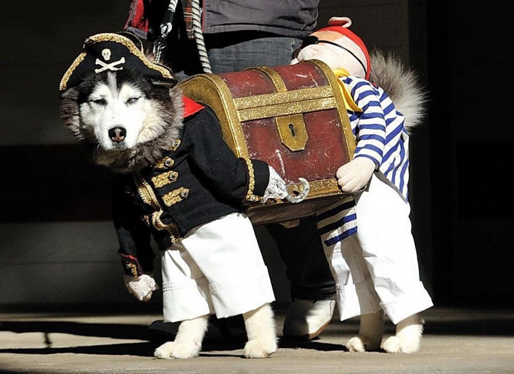 Костюм пирата для собаки