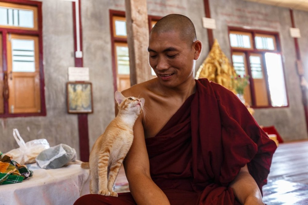 Кот дзен буддист