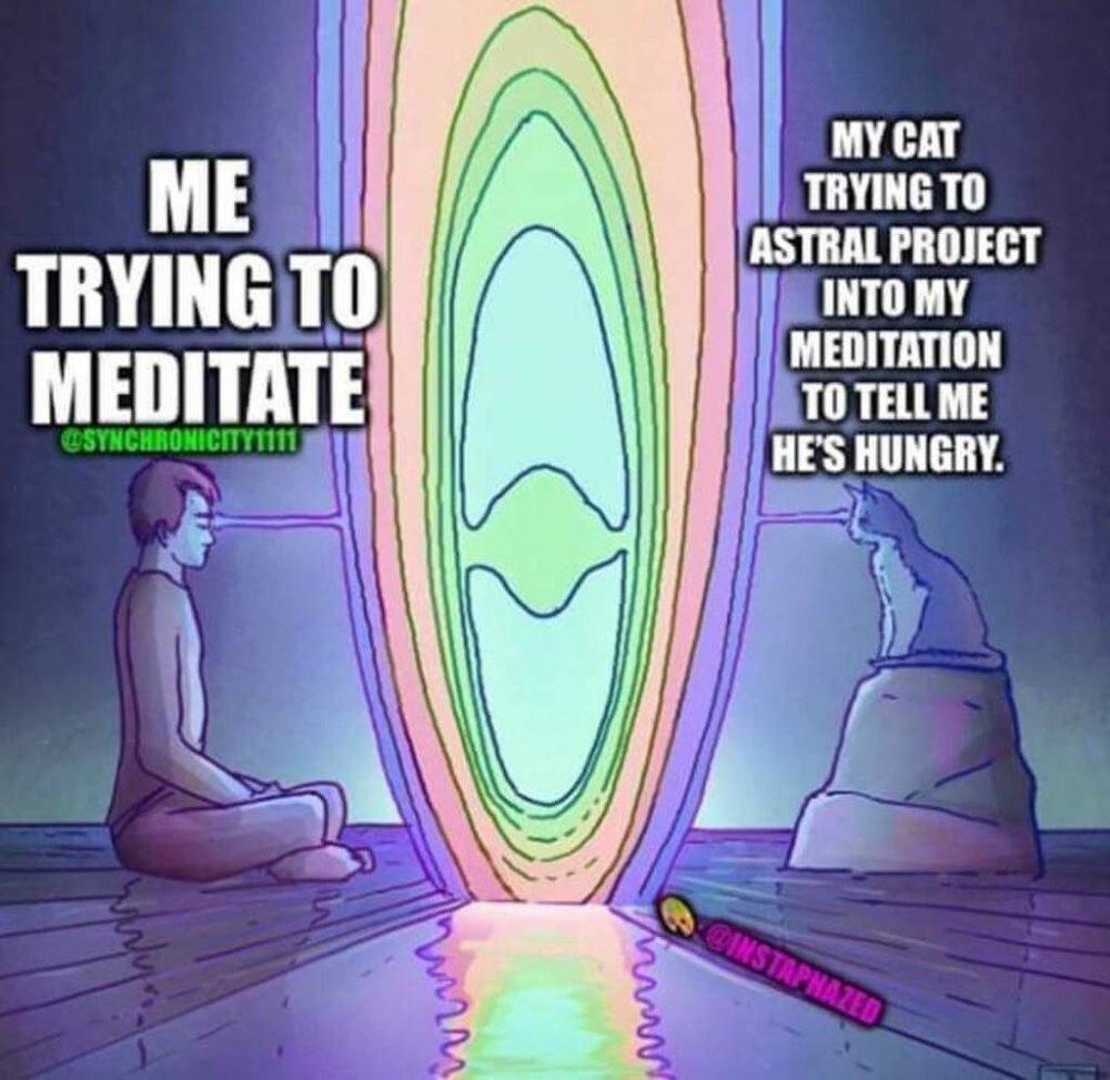 Медитация смешные картинки