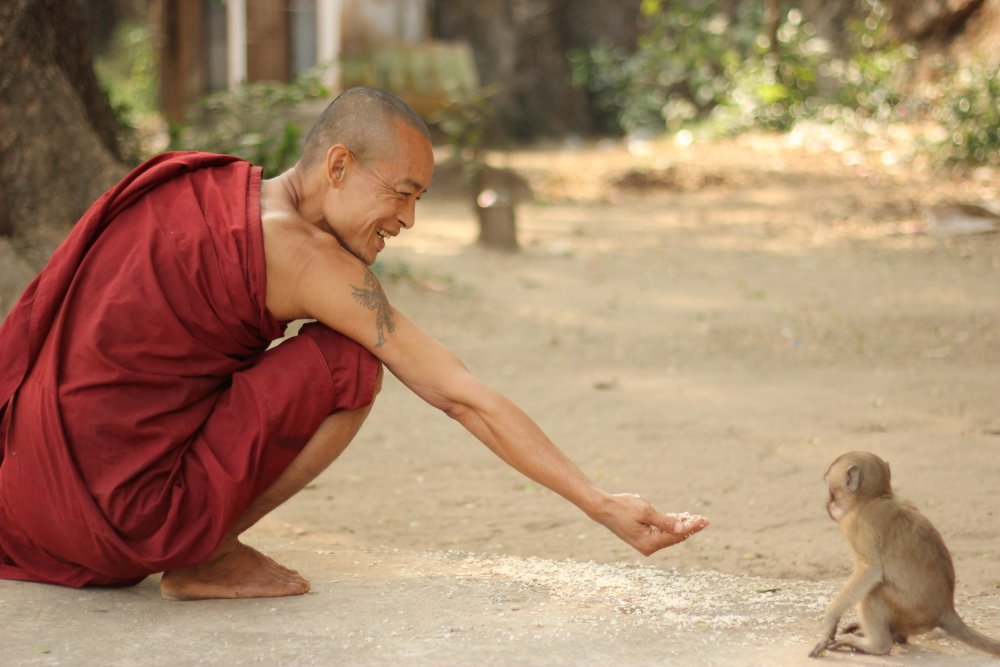 Тибетские монахи и животные