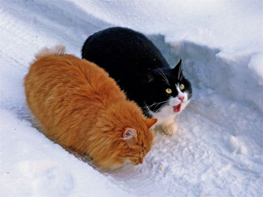 Смешные коты зимой