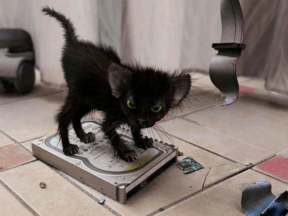 Черный кот демотиватор