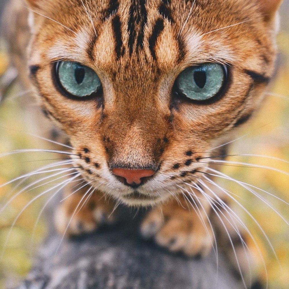Цвет глаз у бенгальских кошек
