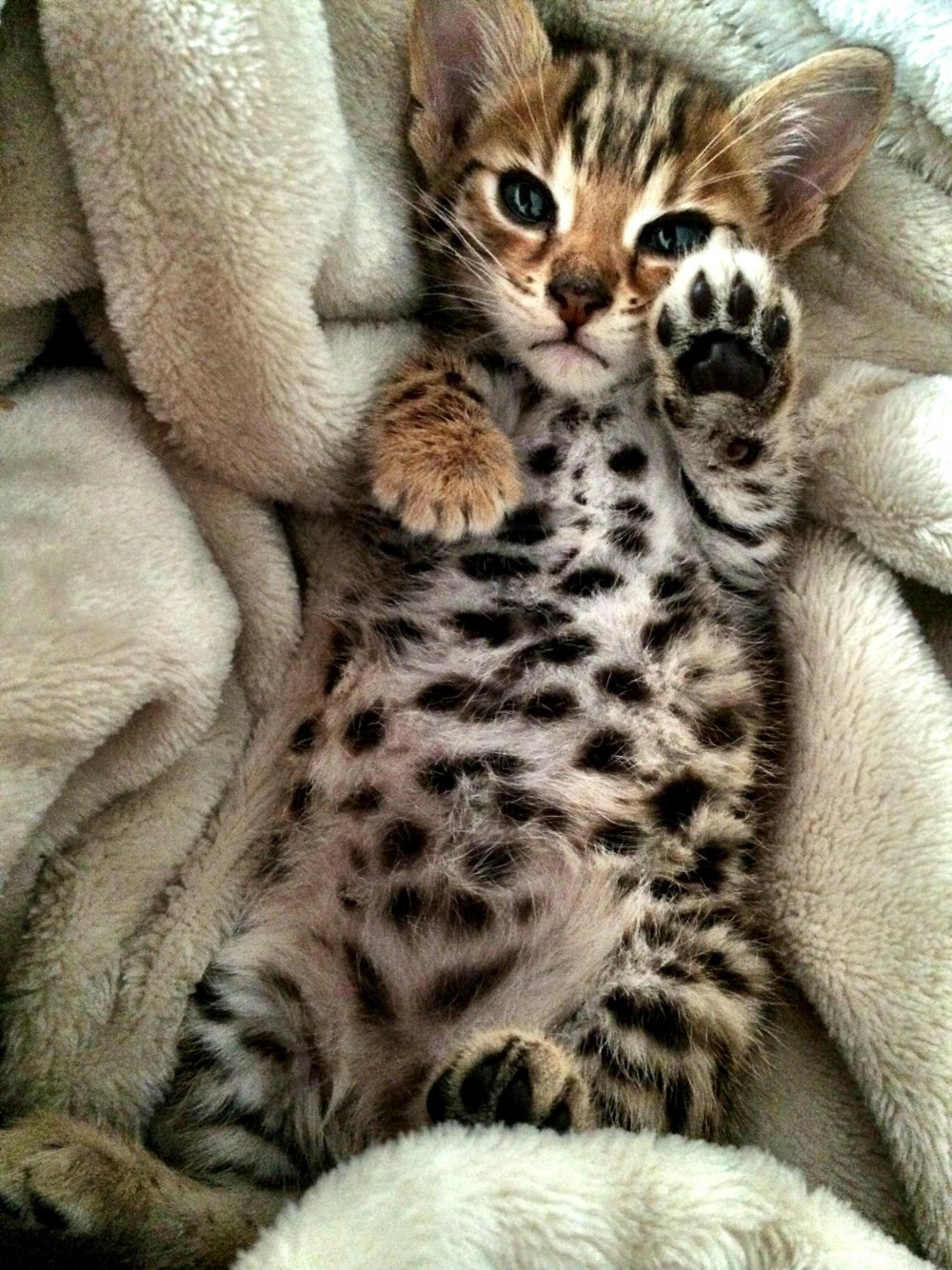 Маленький леопард кошка